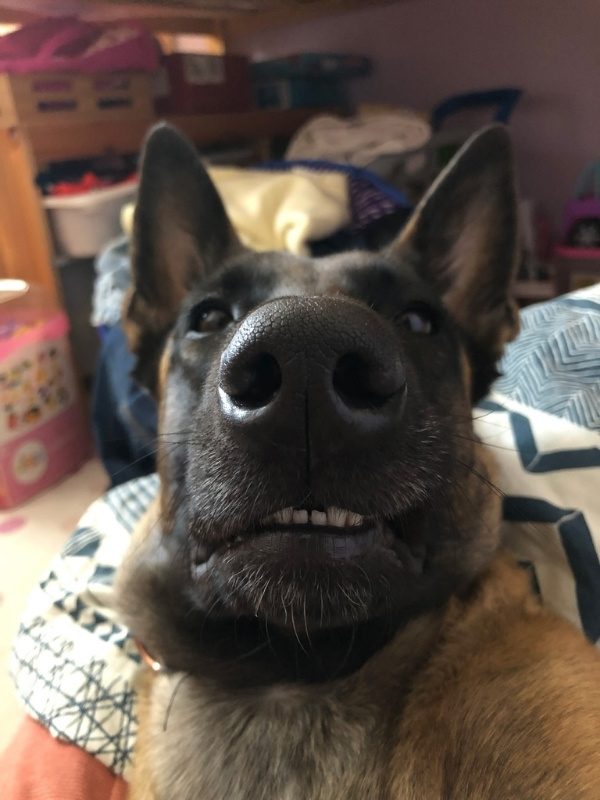 Belgian Malinois dog with a sassy look looking into the camera