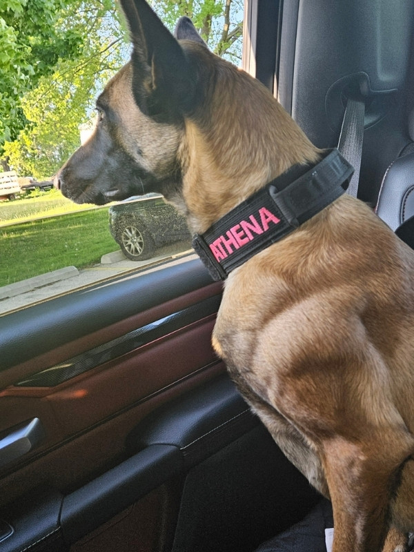 Muscular Belgian Malinois female in a car