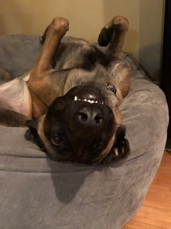 Belgian Malinois puppy lying cutely upside down in their bed, showing teeth