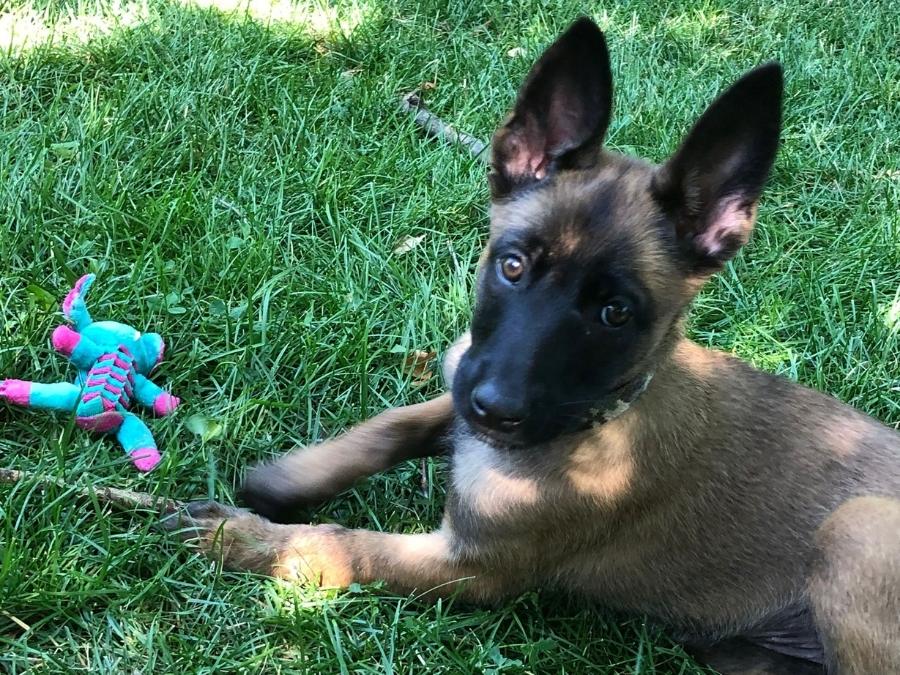 3-month-old Belgian Malinois puppy lying in the grass with a toy