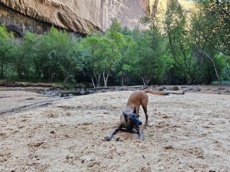 A Belgian Malinois dog in a playful pose in the sand by sandstone walls in a lush landscape, ready to play