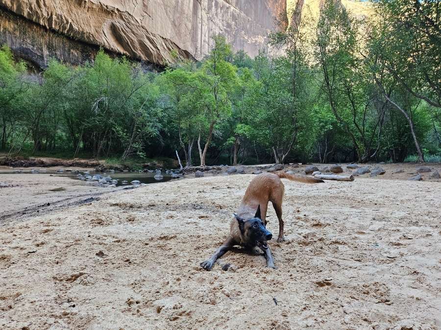 A Belgian Malinois dog in a playful pose in the sand by sandstone walls in a lush landscape, ready to play