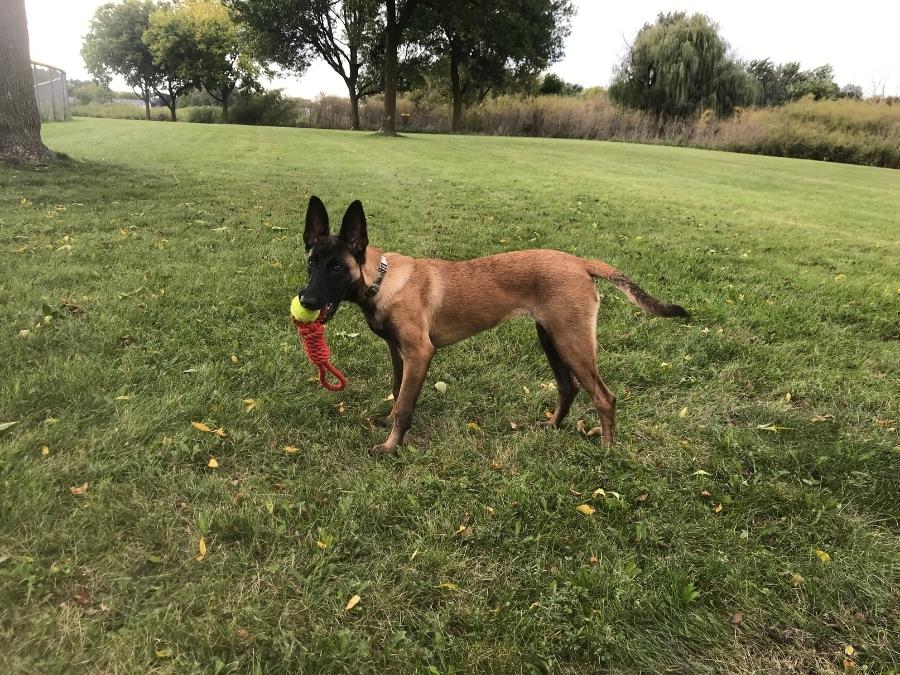 A young Belgian Malinois female during training with a toy in her mouth
