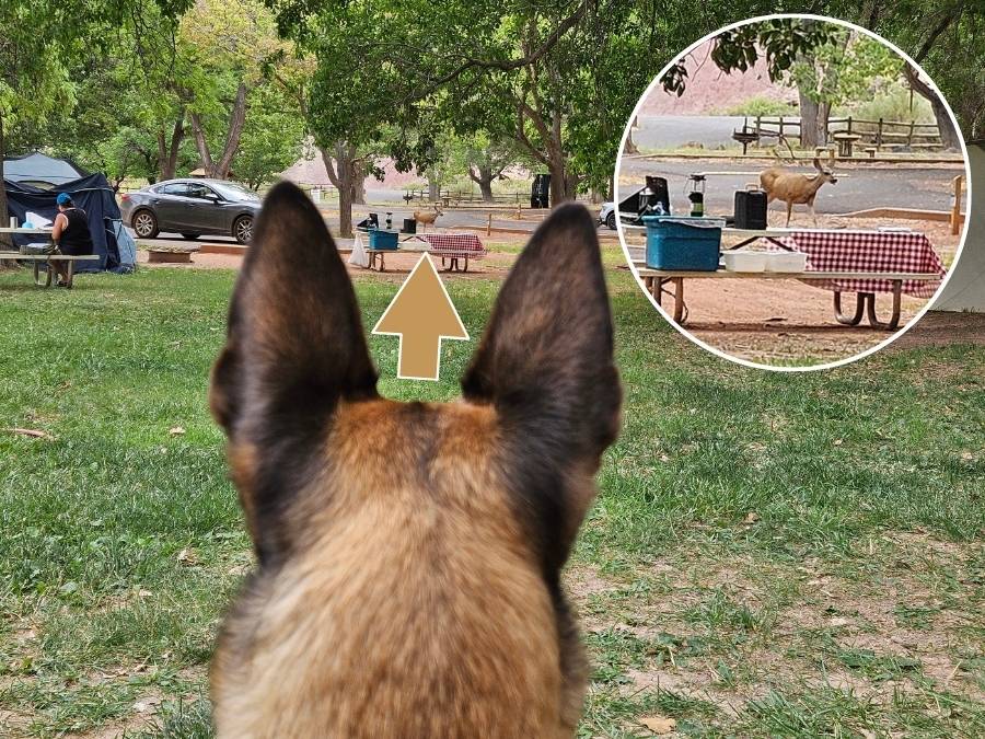 Dog watching deer in a campground