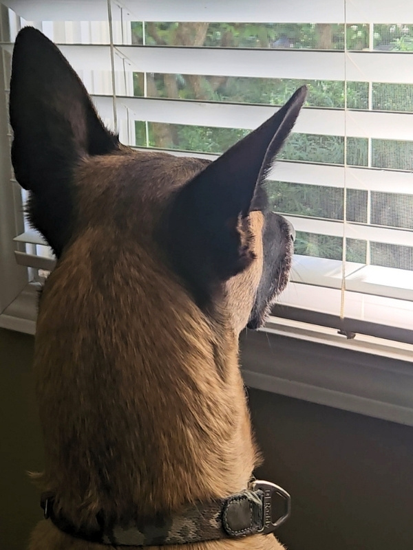 Dog looking out of the window through the blinds