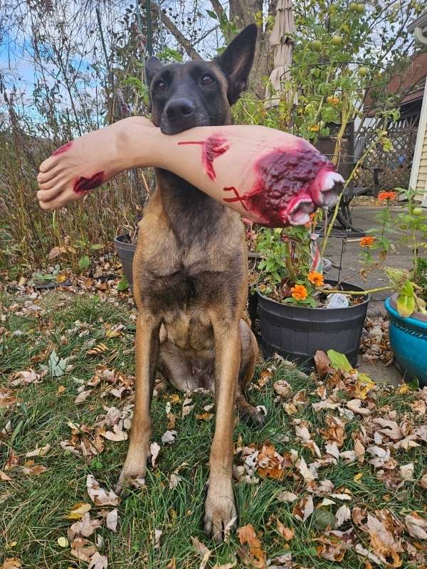 Belgian Malinois with a Halloween decoration (leg) in her mouth