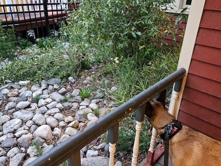 Dog and raccoon staring at each other outside
