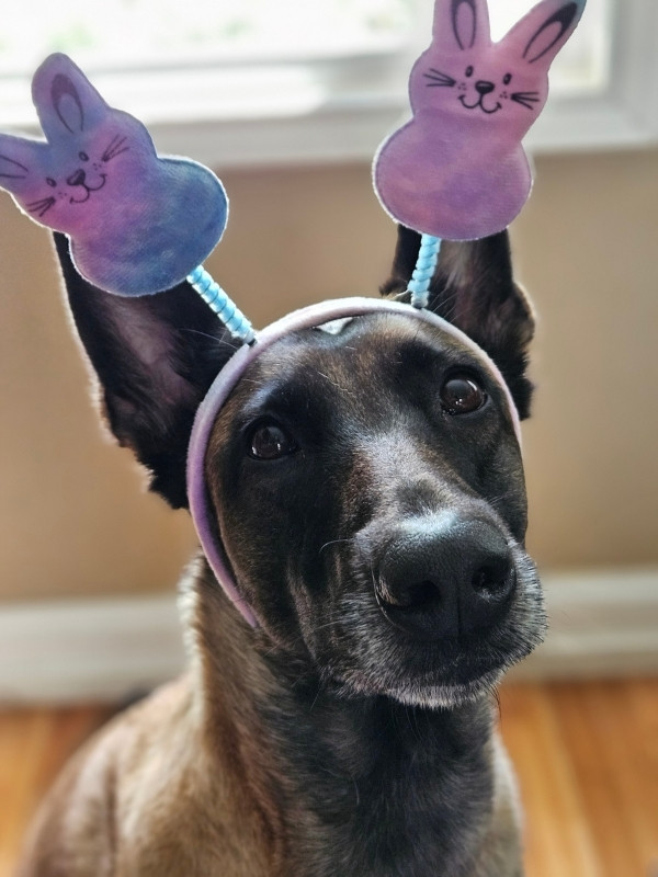 Dog with an Easter bunnies headband, sitting by the window