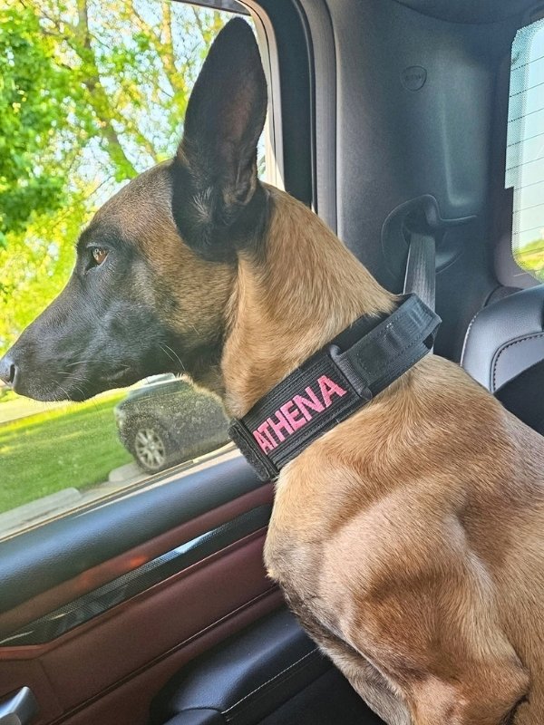 Belgian Malinois wearing a 2-inch wide custom tactical collar