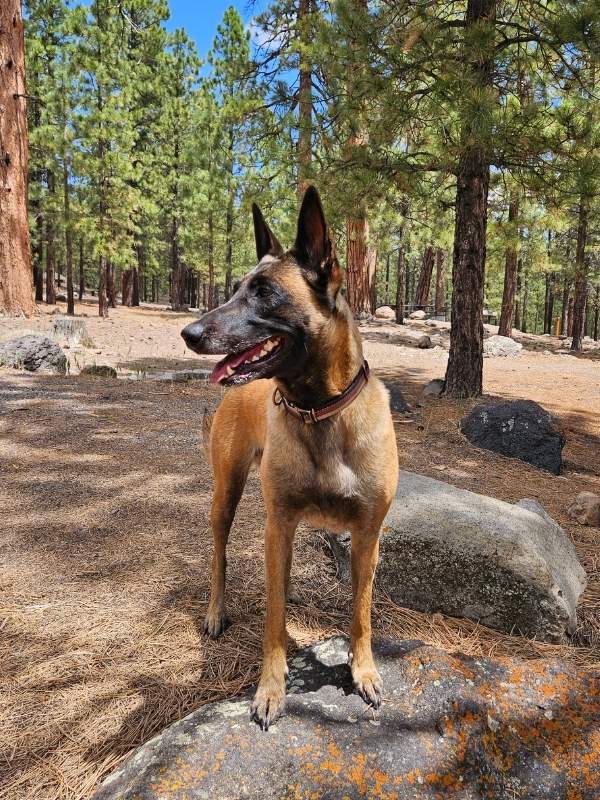 Belgian Malinois in a forest
