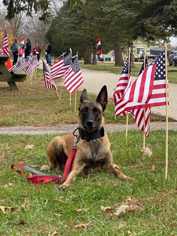Belgian Malinois with a bungee leash athletic gear