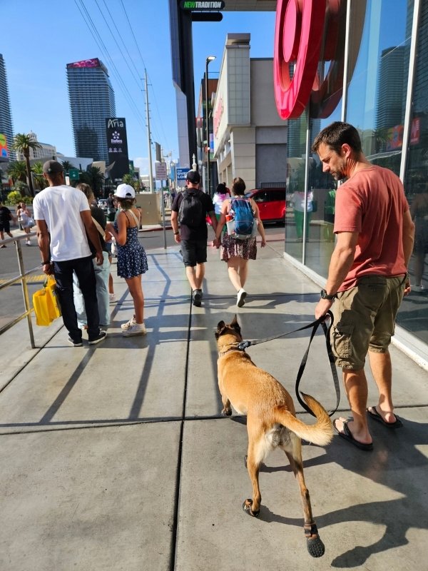 Belgian Malinois wearing dog booties