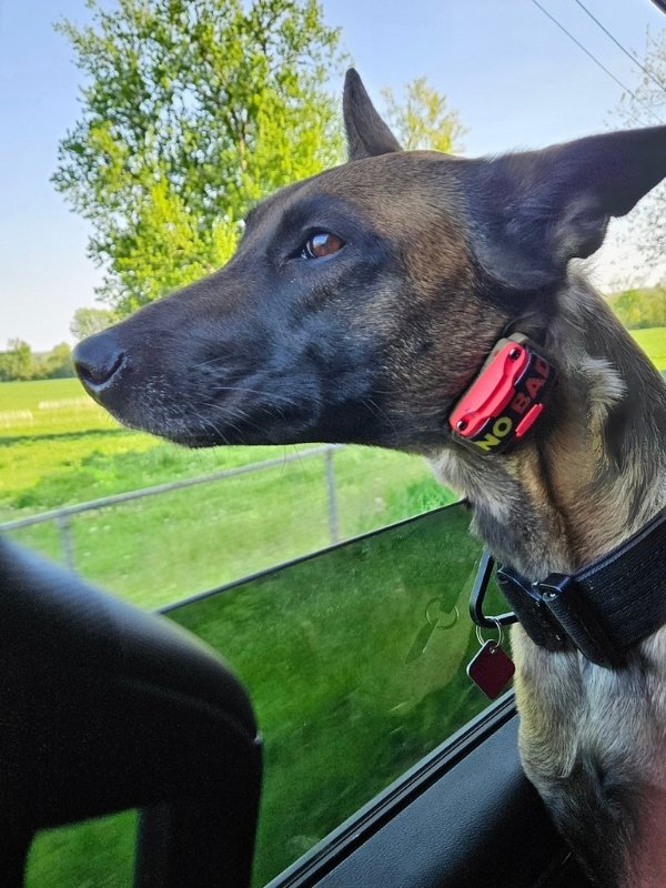 Belgian Malinois wearing a Dogtra E-Collar