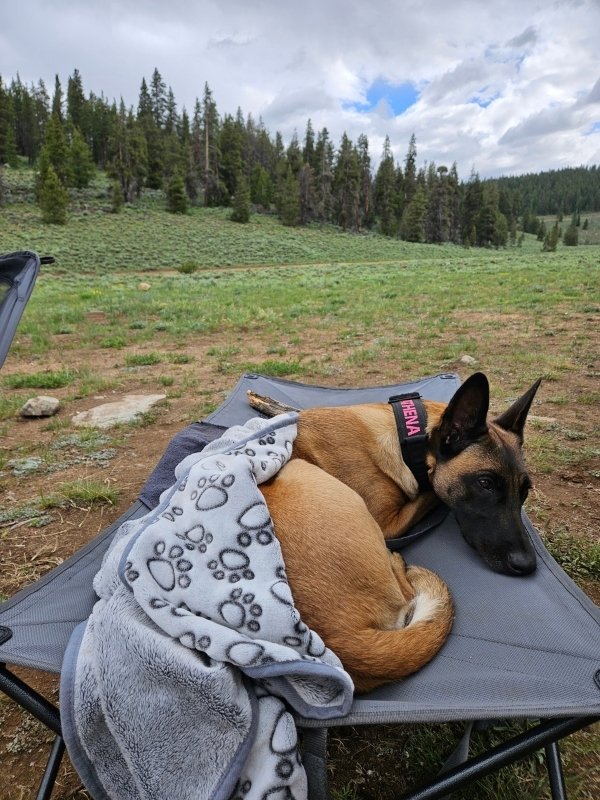 Belgian Malinois resting on a folding travel cot in the outdoors