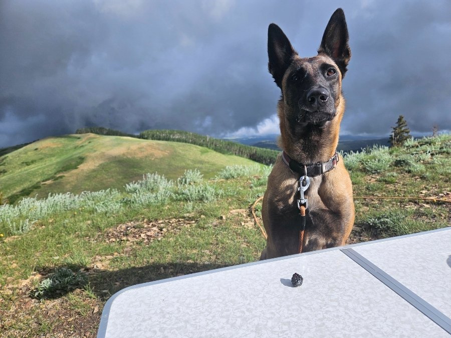 Belgian Malinois on a long line