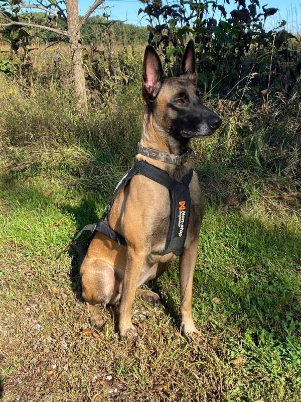 Belgian Malinois wearing a running harness