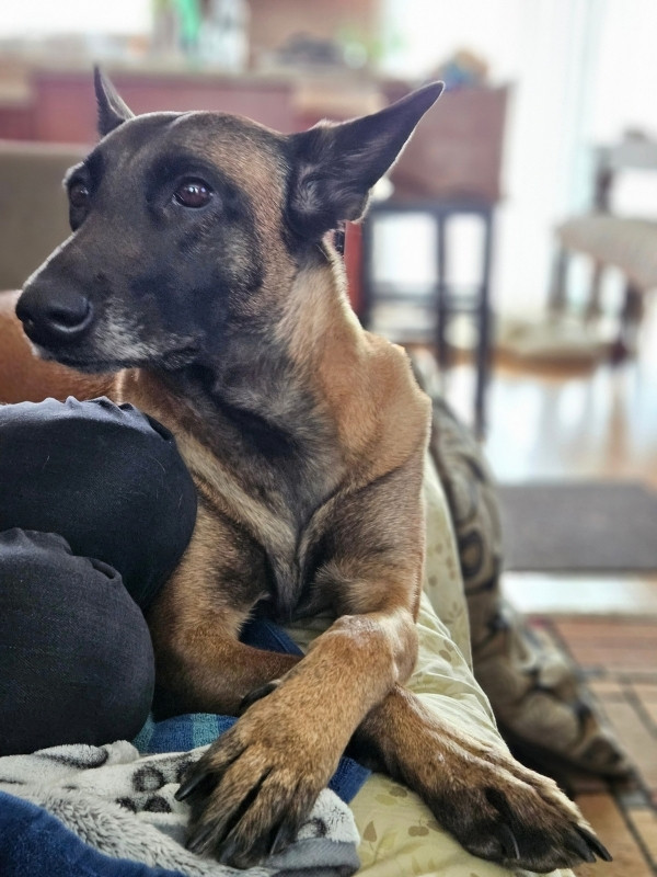 Belgian Malinois dog comfortably resting, revealing long nails