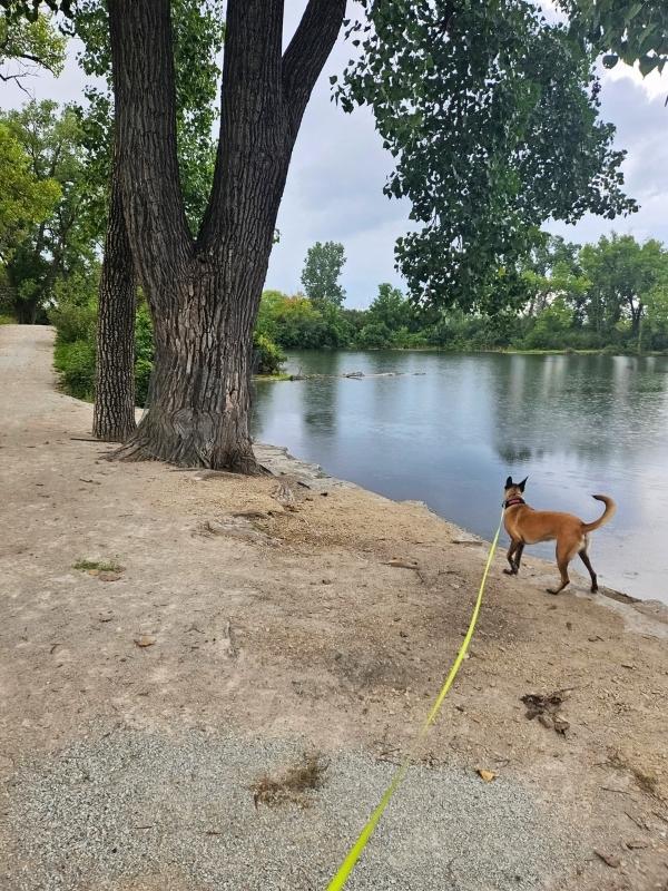 Belgian Malinois on a retractable tape leash