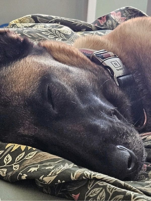 Belgian Malinois wearing a thin flat collar