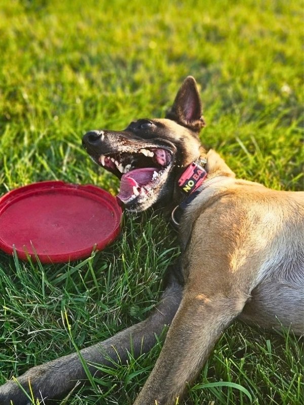 Belgian Malinois wearing a Dogtra E-Collar during training